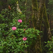 Kruse Rhododendron State Natural Reserve, California