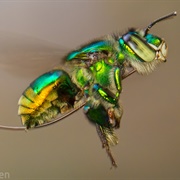 Orchid Bee