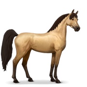 Arabian Horse - Dun