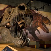 Visit the T.Rex Discovery Center, SK