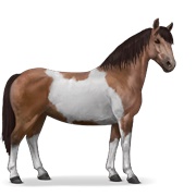 Chincoteague Pony - Bay Tobiano