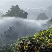 Cloud Forest