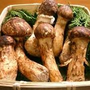 Matsutake