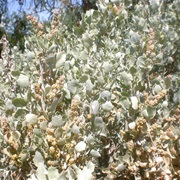 Oldman Saltbush (Atriplex Nummularia)