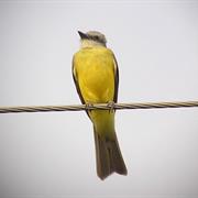 Couch's Kingbird