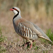 Chukar