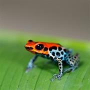 Flora and Fauna Tour, Amazon Jungle