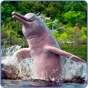 Search for the Pink Dolphin, Amazon River Basin