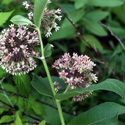 Milkweeds (Asclepias)