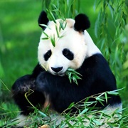Wolong Giant Panda Sanctuaries
