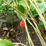 Indian May Apple (Sinopodophyllum Hexandrum)