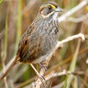 Seaside Sparrow