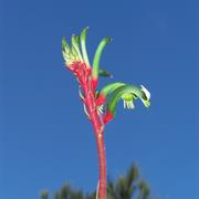 Sir James Mitchell National Park (WA)