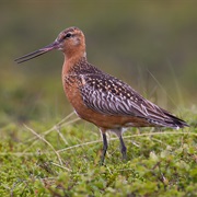 Bar-Tailed Godwit