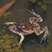Cuvier's Weeping Frog (Physalaemus Cuvieri)