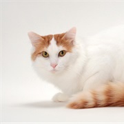 Turkish Van