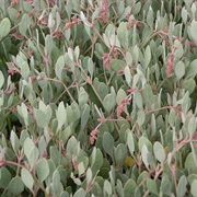 Sea Purslane (Halimione Portulacoides)