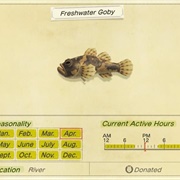 Freshwater Goby