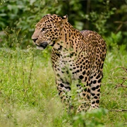 Indian Leopard