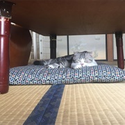 The &quot;My Cat&quot; Rent-A-Cat Hotel in Yugawara, Japan