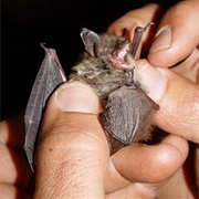 Mouse-Eared Bat