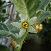 Lulo De Perro (Solanum Pseudolulo)