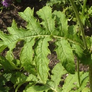 Cabbage Thistle (Cirsium Oleraceum)