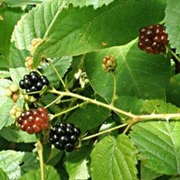 Allegheny Blackberry (Rubus Allegheniensis)