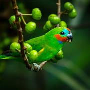 Maria Creek National Park (QLD)