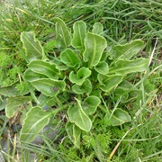 Sea Beet