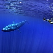 Swimming With Blue Whales in Sri Lanka