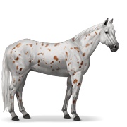 Appaloosa - Chestnut Leopard