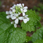 Garlic Mustard (Alliaria Petiolata)