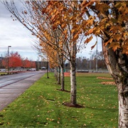 East Renton Highlands, Washington