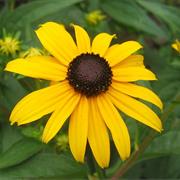 Blackeyed Susan