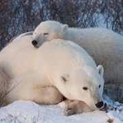 Visit Polar Bears & Belugas in Manitoba