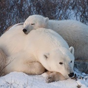 Visit Polar Bears &amp; Belugas in Manitoba