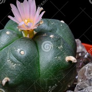 Peyote (Peyōtl)