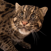 Fishing Cat