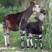 Réserve De Faune À Okapis, DRC