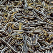 Canada Is Home to the Largest Garter Snake Den in the World