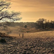 Dunes of Loon and Drunen National Park, Holland