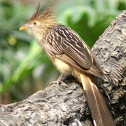 Guira Cuckoo