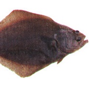 Petrale Sole (Aka: Round-Nosed Sole, Jordan's Founder, Brill)