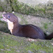 Back-Striped Weasel