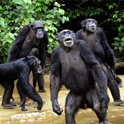 Monkey Island, Liberia