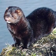 Mink