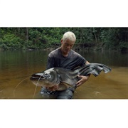 Helicopter Catfish / Wallago Catfish / Tapah Fish