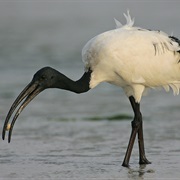 Sacred Ibis