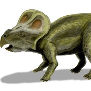 Protoceratops